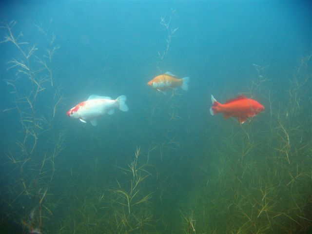 Fish all